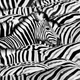 Image for article titled Here Are the 25 Most Jaw-Dropping Wildlife Photos of 2021